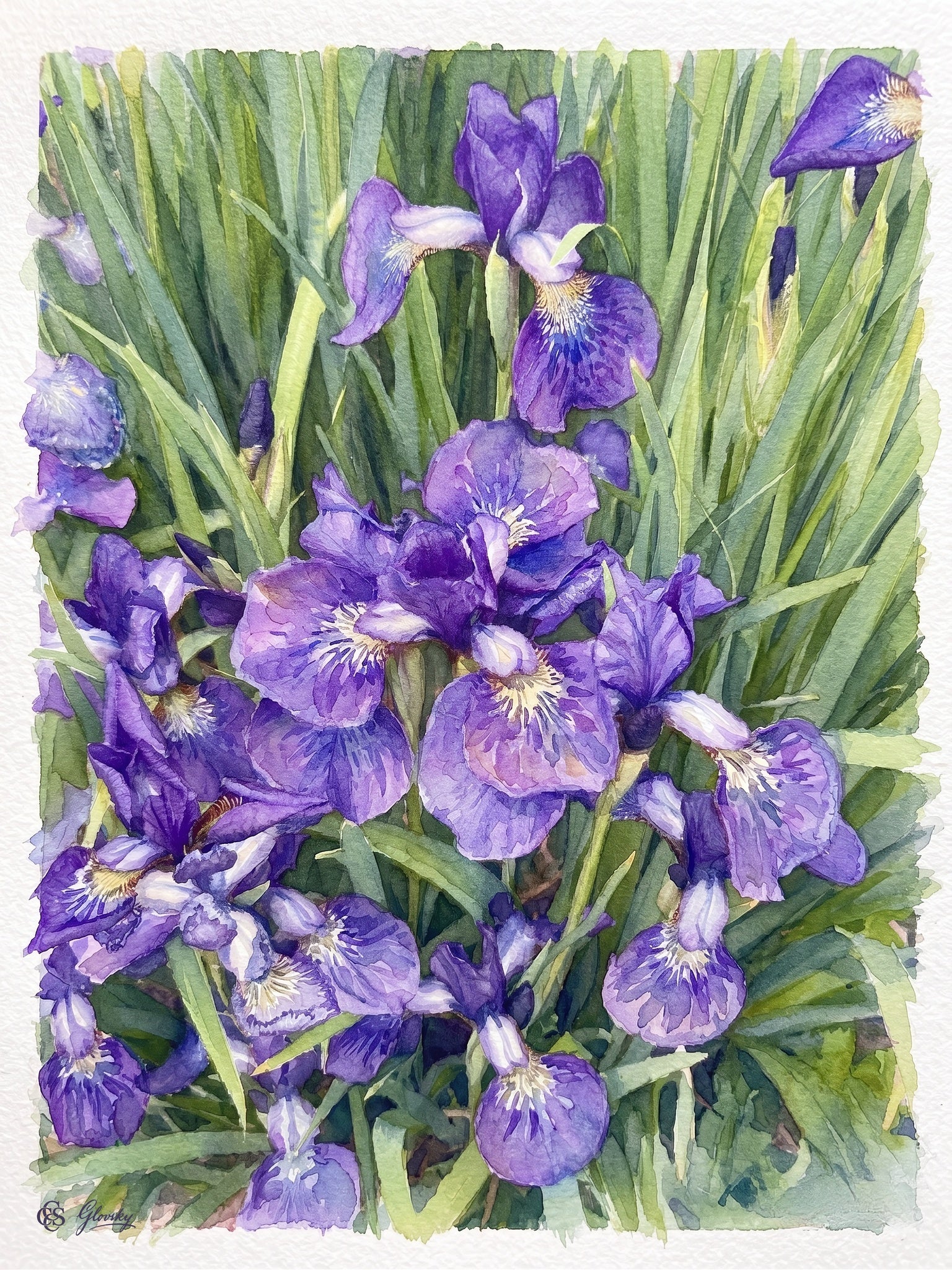 Watercolor-style fine art print of vibrant violet and sapphire Siberian irises rendered in the impressionist style of Claude Monet, from a Boulder, Colorado photograph.